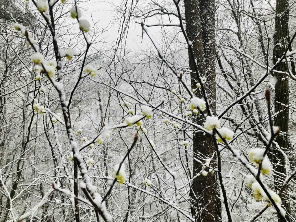 春のつぼみに雪が積もった枝先の風景