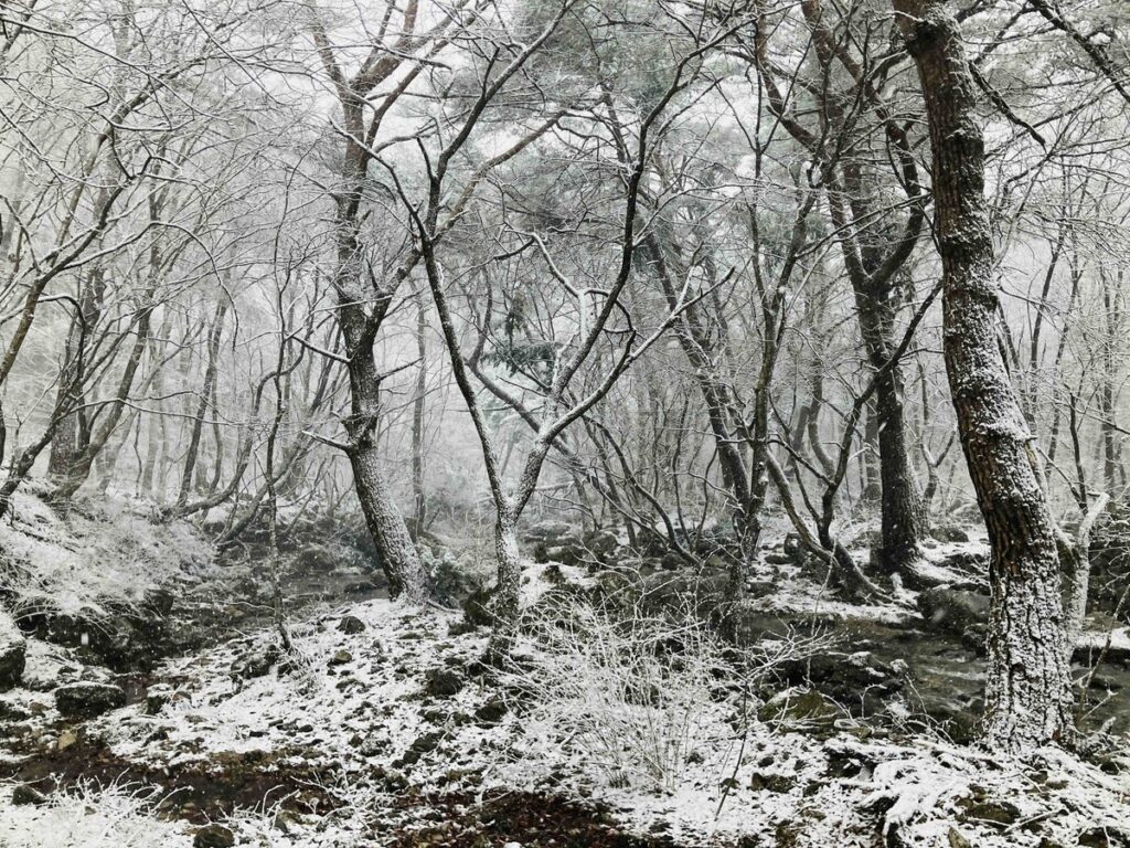白銀の森の奥へと続く道。木々が雪をまとう静かな風景