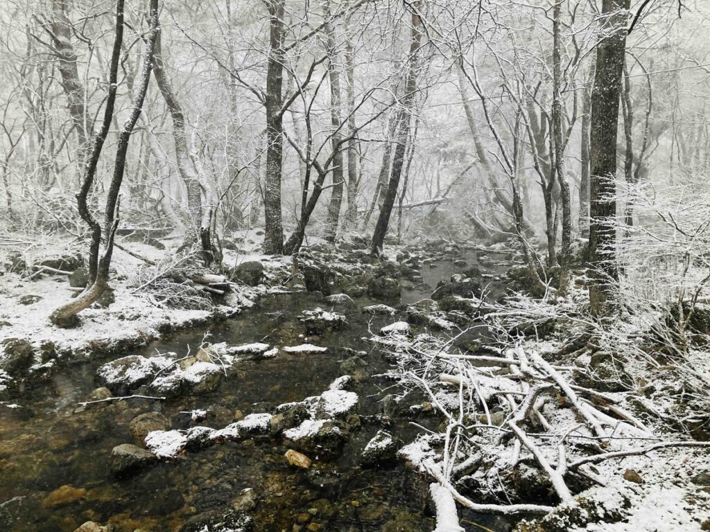 雪の中を静かに流れる小さな川と、白く染まった木々の森