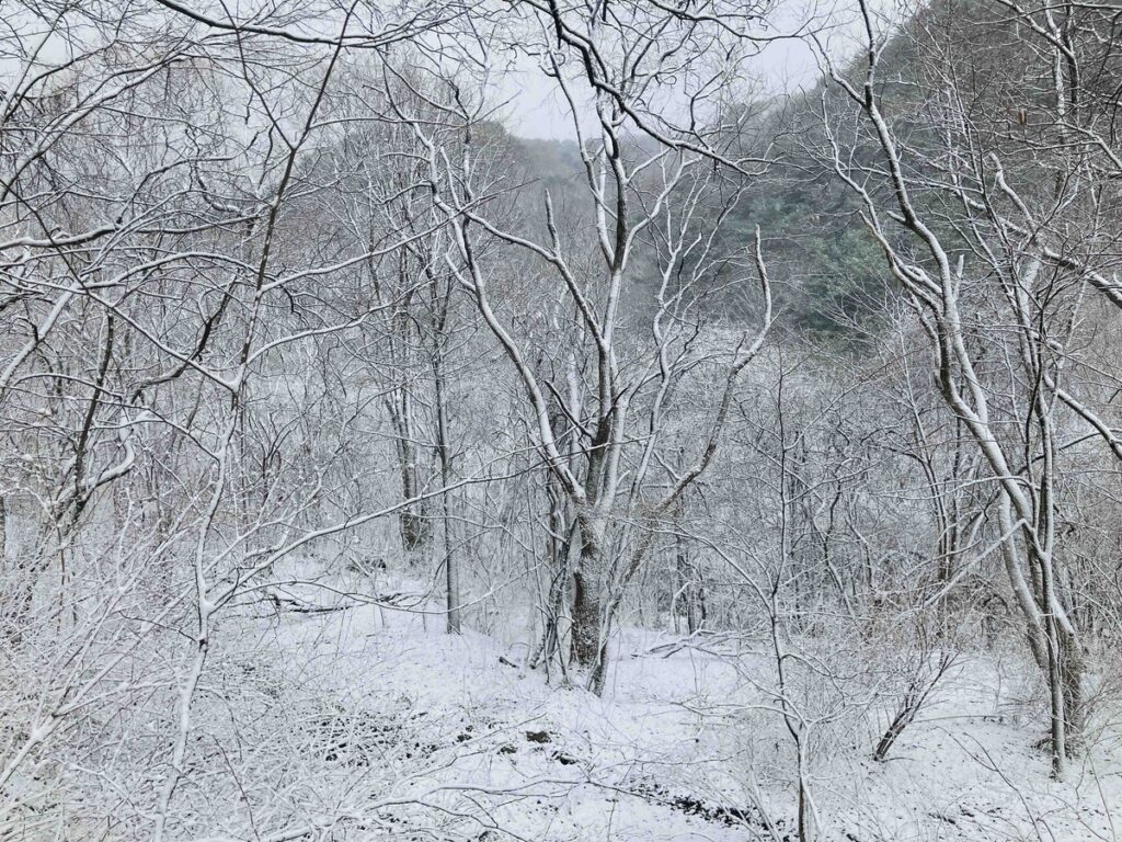 森全体が雪に覆われ、静かに広がる自然の風景