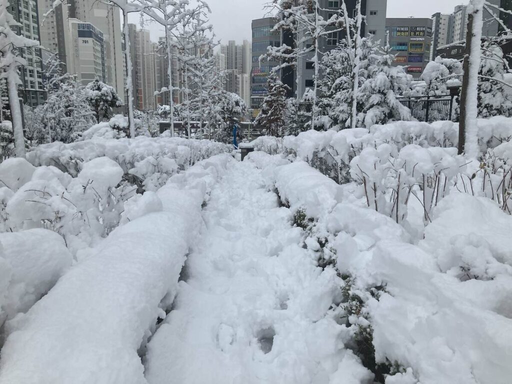 2024年11月の大雪