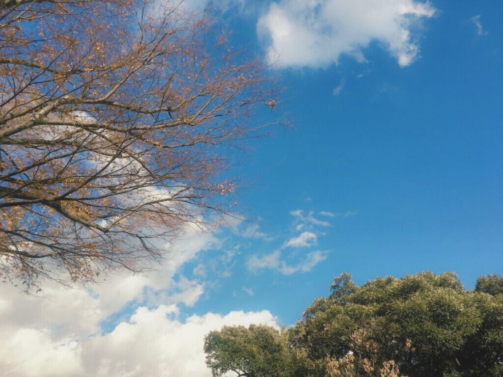 青空と白い雲を見上げる木々の風景|木々の間に広がる空を見上げながら思考をほどく自己対話の時間をイメージした自然の景色