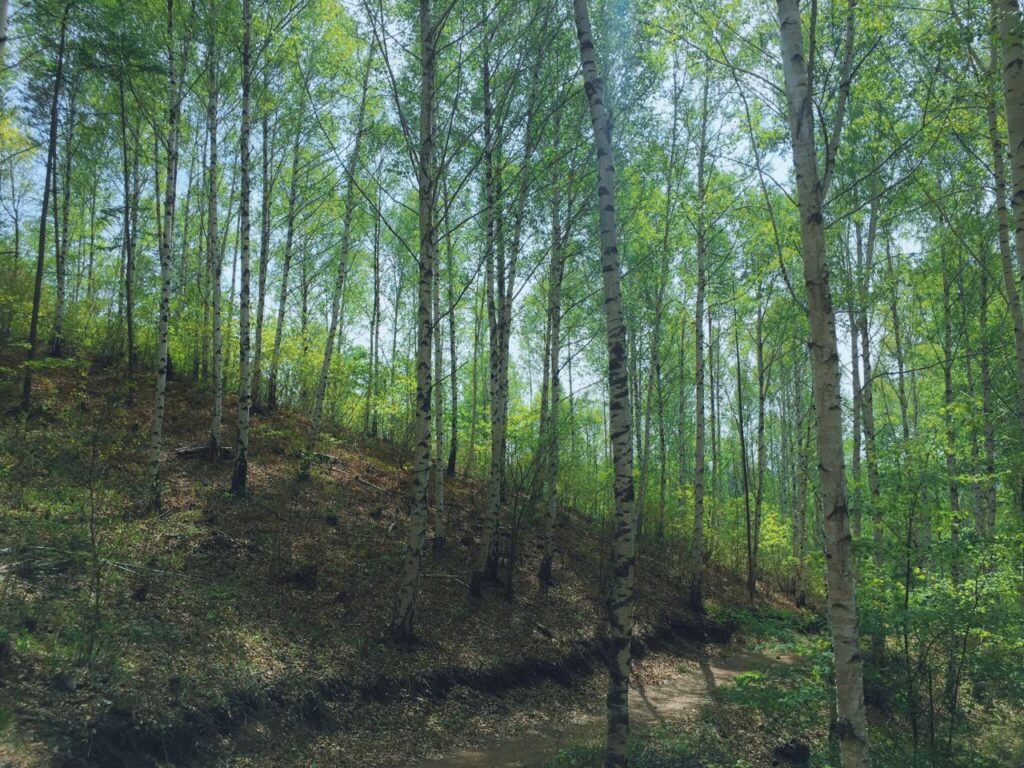 光が差し込む白樺の森|静かな森の中で深呼吸する内省の時間をイメージした自然の風景