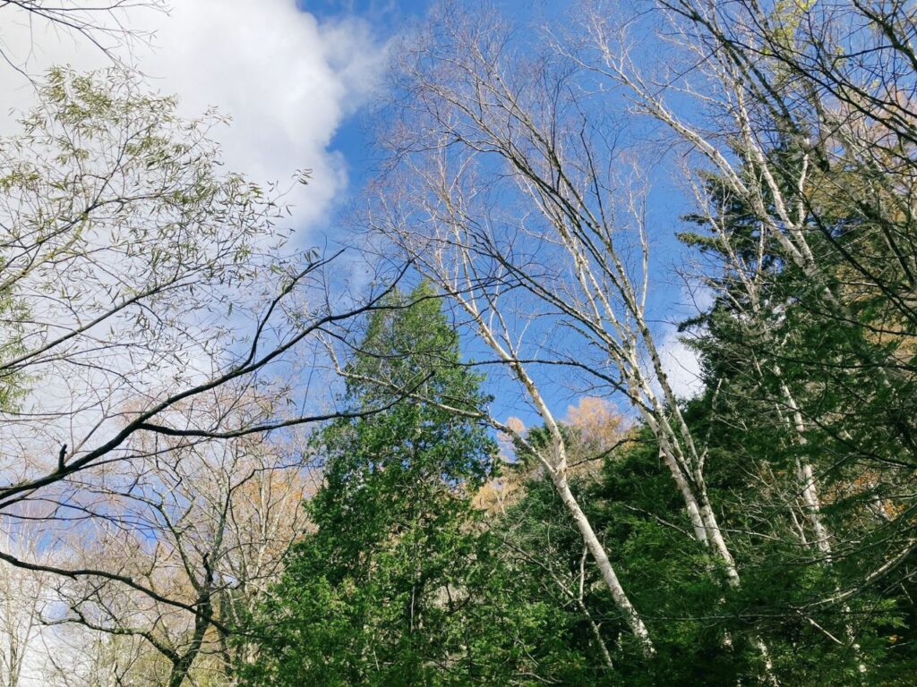 空へ向かって伸びる森の木々|木々の間から空を見上げながら心を整える時間をイメージした森の風景