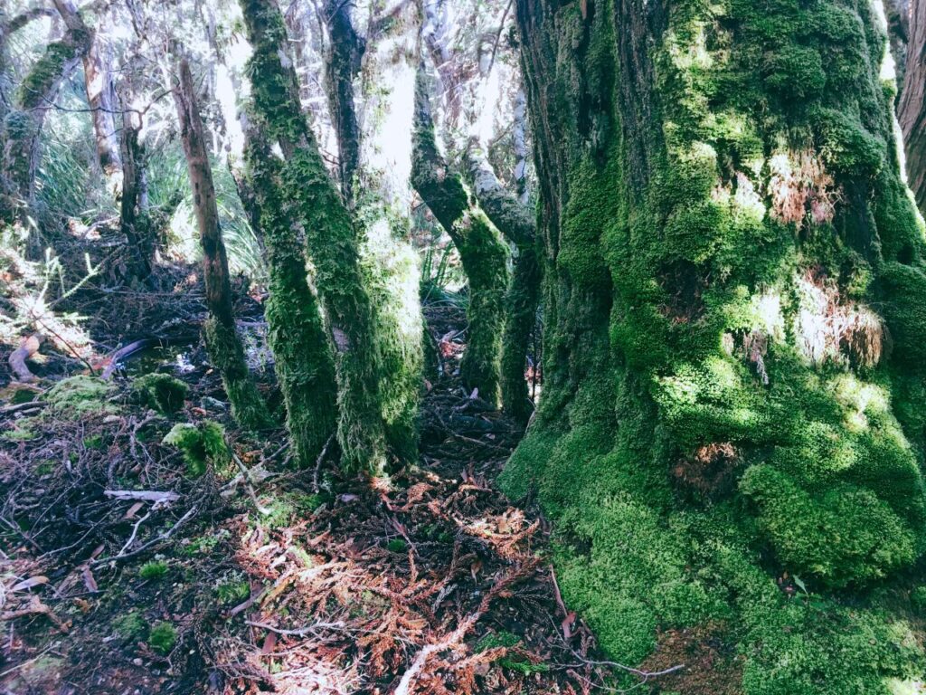 苔に覆われた森の木々と静かな林床｜深い森の中で心を整えるような内省の時間をイメージした自然の風景