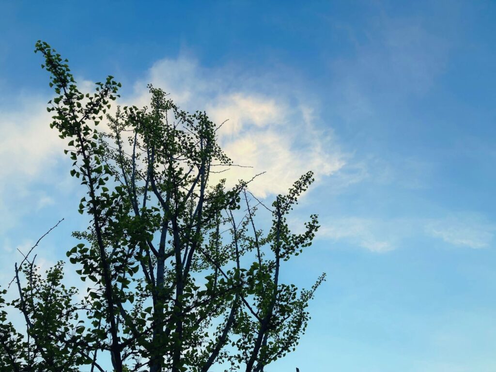 空に向かって伸びる木のシルエット|静かな空を見上げながら思考を整理する時間をイメージした自然の風景
