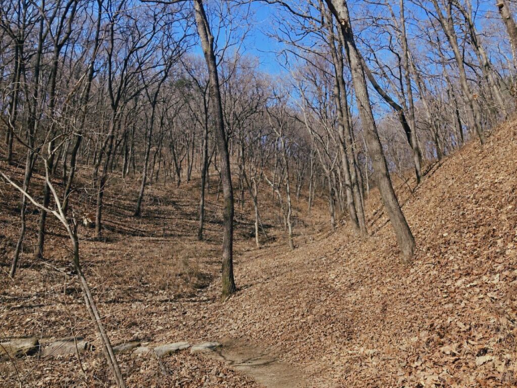 葉を落とした冬の山道の風景｜静かな自然の中で、何も起きていないように見える時間にも内側では何かが育っていることを感じる内省の景色