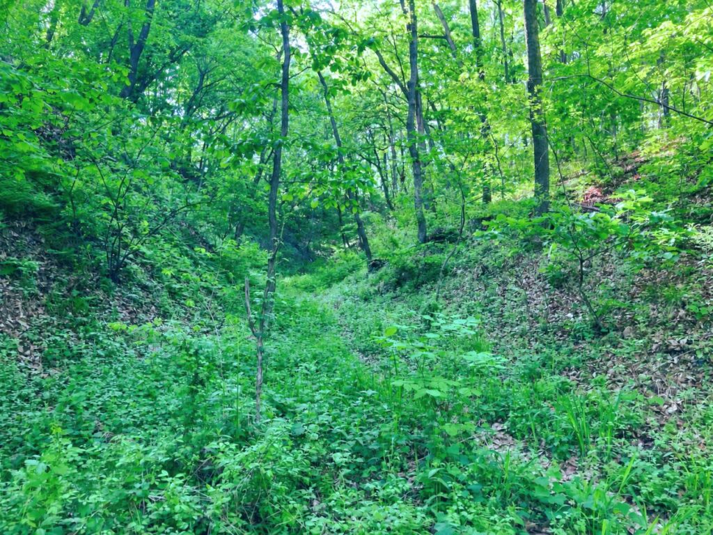 深い緑に包まれた春の山の風景｜静かな自然のエネルギーに触れながら、思考を緩めて平穏を取り戻す時間をイメージした景色