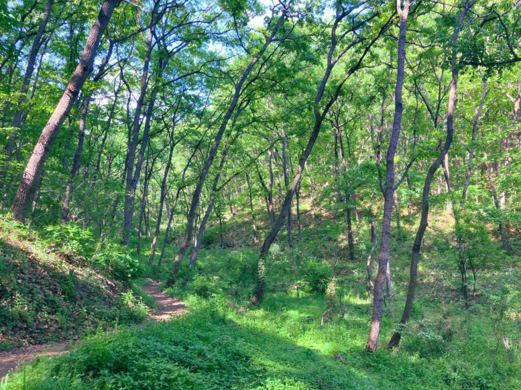 緑が広がる春の森と山道の風景｜焦らず自分のペースで進みながら、心を整える内観の時間をイメージした自然の景色
