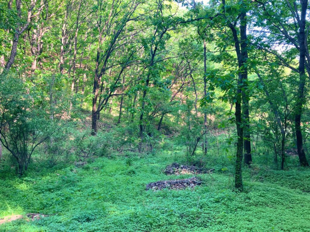 一面が深緑に変わった春の山の風景｜季節の移ろいを感じながら、自分の内側にある静かな生命力を思い出す自己受容の景色